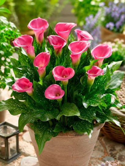 Zantedeschia "Cheerio"