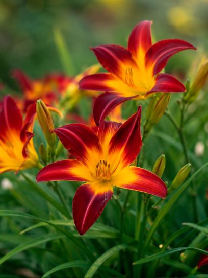 Hemerocallis "Fripp Island"