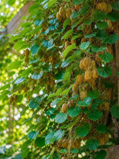 Actinidia 'Jenny' container (P9)