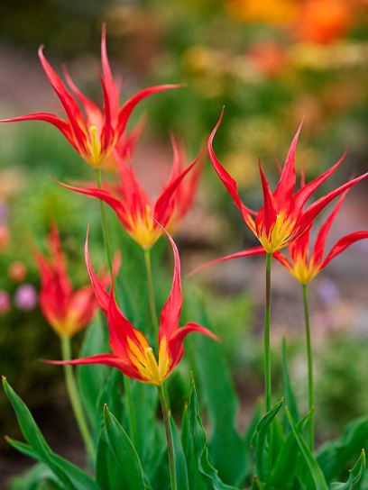 Tulipa acuminata