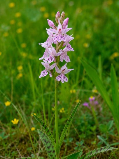 Dactylorhiza maculata subsp. ericetorum