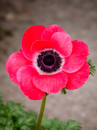 Anemone coronaria MISTRAL PLUS "Pinkie"