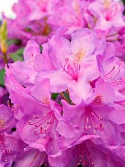Rhododendron "Cataw.Grandiflorum" container (C4)