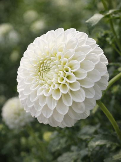 Dahlia "Boom Boom White"