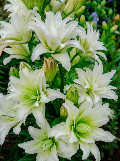 Lilium "My Wedding"