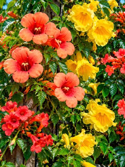 Trumpet Vine Garden Collection – 3 Plants