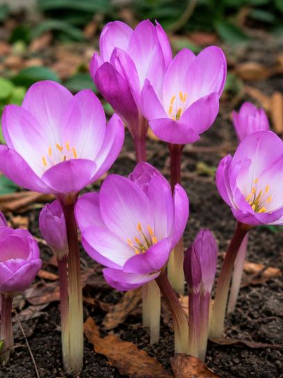 Colchicum speciosum "Atrorubens"