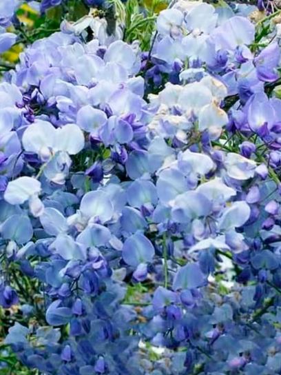 Japanese Wisteria "Blue Dream" container (C3)