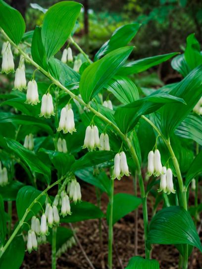 Polygonatum odoratum "Flore Pleno"