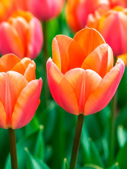 Tulipa "Apricot Fox"
