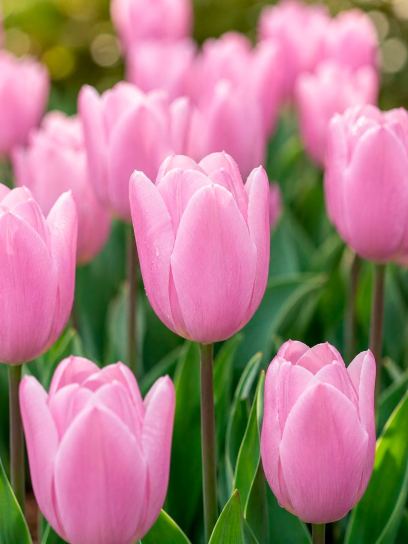 Tulipa "Synaeda Amor"
