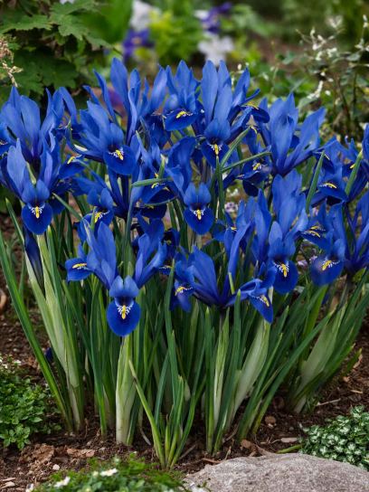 Iris reticulata "Harmony"