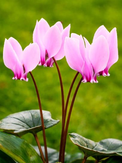 Cyclamen hederifolium