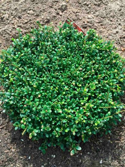 Holly "Glorie Dwarf" container (C2.3)