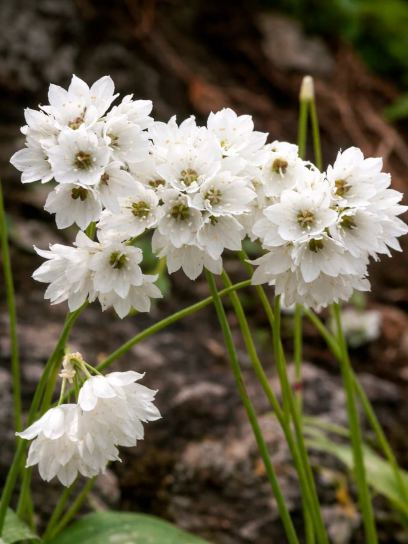 Allium zebdanense