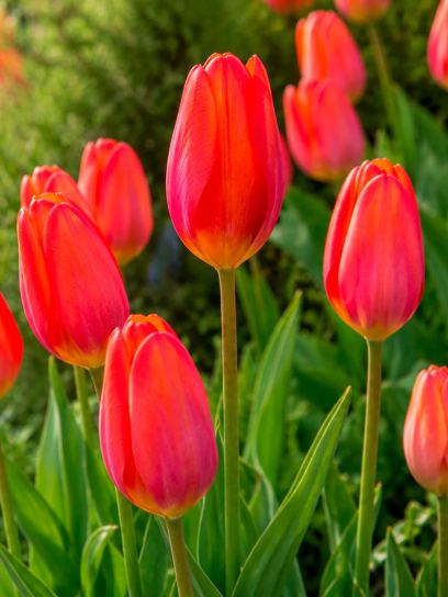 Tulipa "Lighting Sun"