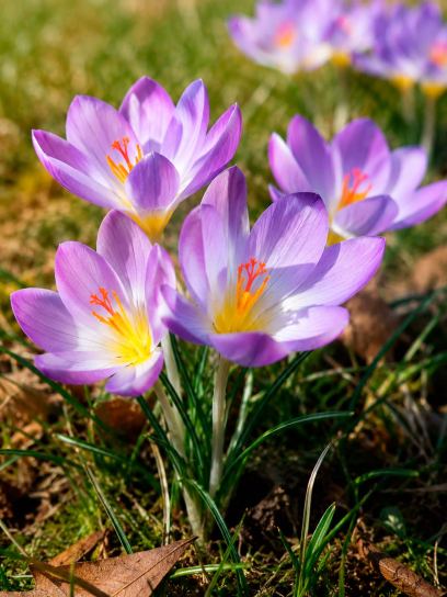 Crocus speciosus "Aitchinsonii"