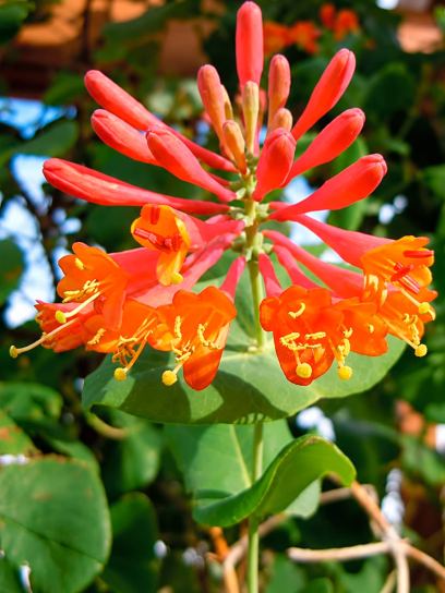 Honeysuckle "Dropmore Scarlet" container (C2)