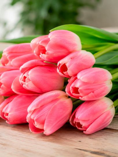 Tulip "Dynasty"