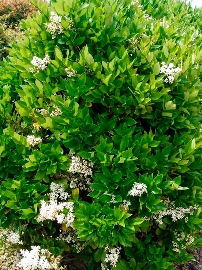 Privet "Rotundifolium" container (C3)