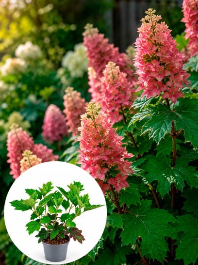 Hydrangea quercifolia "Ruby Slippers" contenedor (P17)