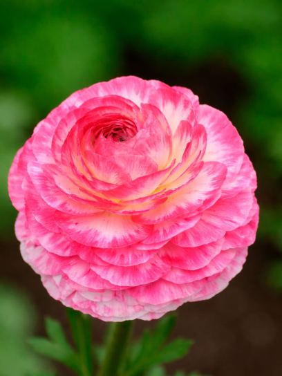 Ranunculus asiaticus "Aviv Picotee" -coffee-