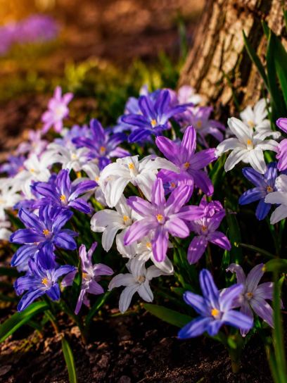 Chionodoxa luciliae mix