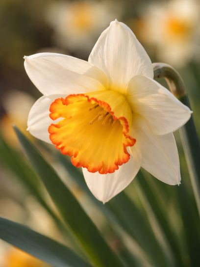 Narcis "Hawaiian Skies"