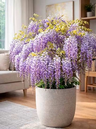 Chinese Wisteria "Carolina" container (C3)