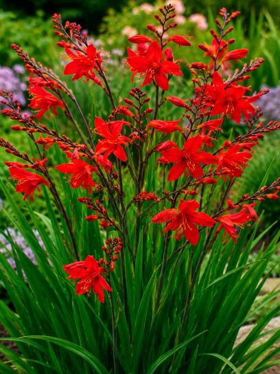Crocosmia "Fire Fly"