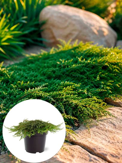 Juniperus communis "Green Carpet" container (Р19)