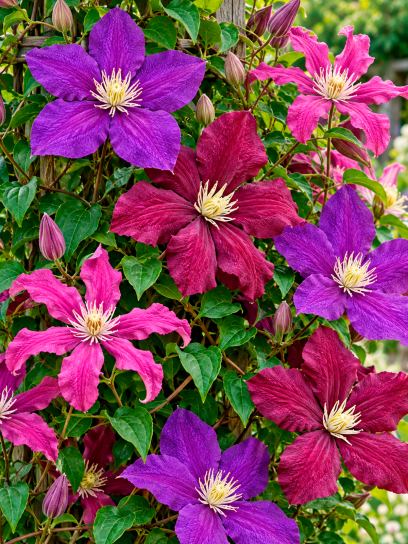 Clematis Summer Purple Collection – 3 Plants
