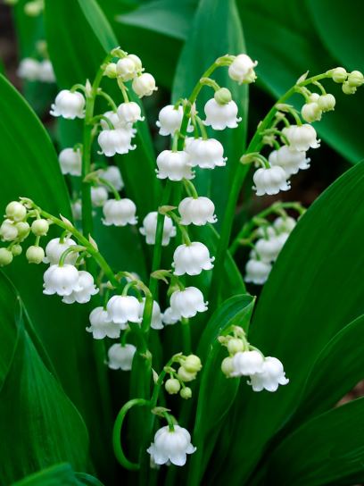 Convallaria majalis "Prolificans"