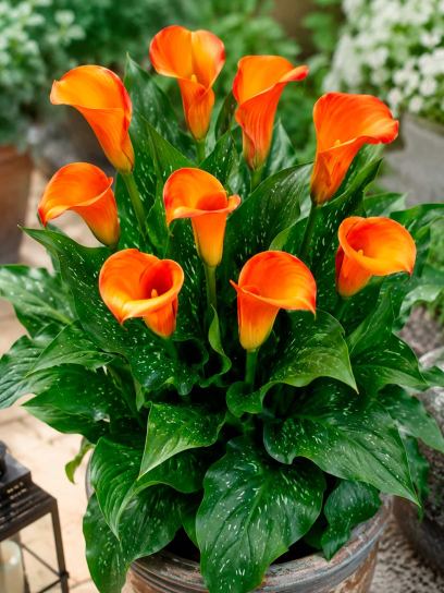 Zantedeschia "Osorno"