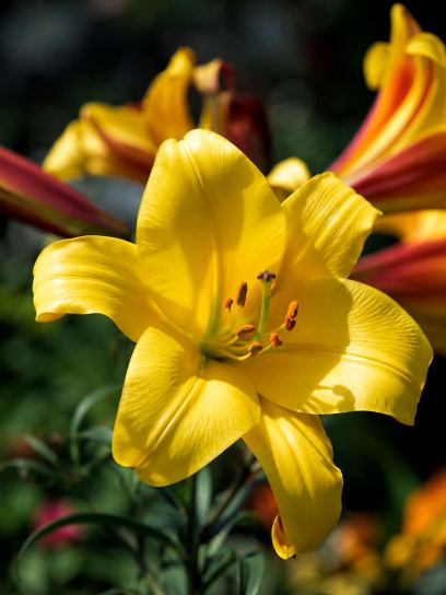 Lilium "Golden Splendour"