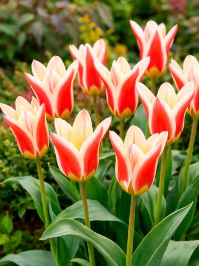 Tulipa "Zombie"