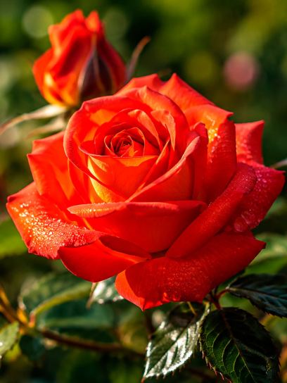 Rosa "Bonfire"