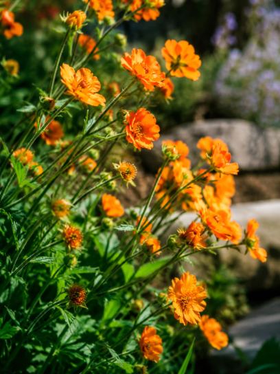 Geum "Totally Tangerine"