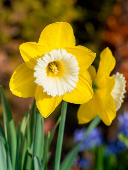 Narcissus "Greengarden"