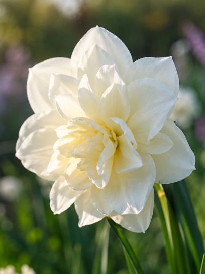 Narcissus "Rose of May"