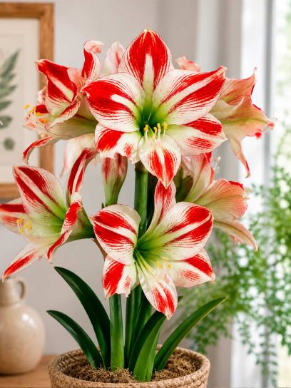 Hippeastrum "Ambiance"