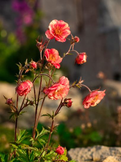 Geum "Flames of Passion"
