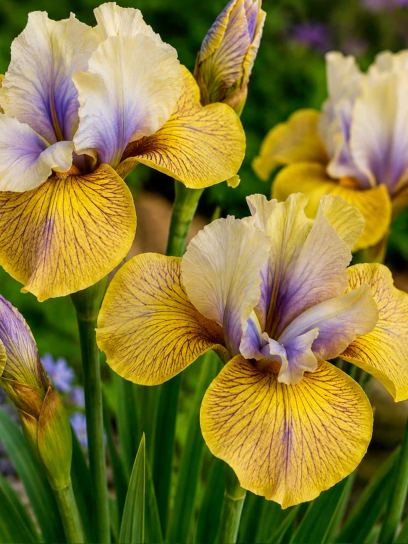 Iris sibirica "Lime Street Blues"