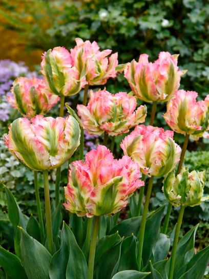 Tulip "Green Wave"
