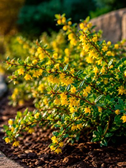 Berberis x frikartii "Telstar"