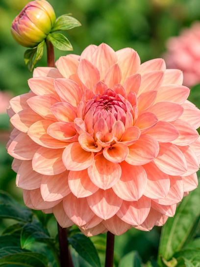 Dahlia "Maya"