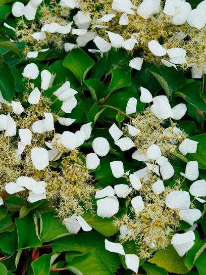 Japanese Hydrangea Vine "Hydrangeoides" container (C3)