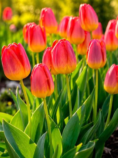 Tulipa "Amberglow"