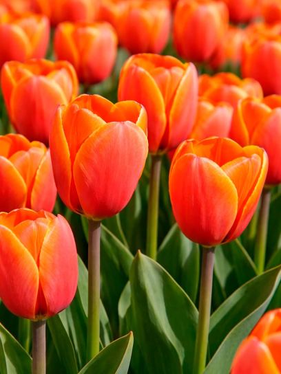 Tulipa "Triple A"