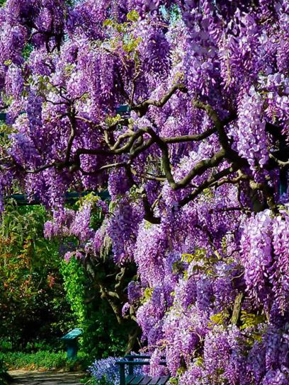 Wisteria "Amethyst Falls" container (C3)